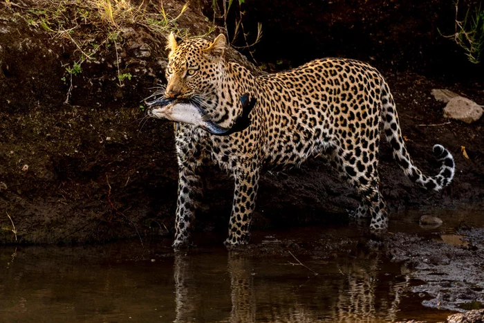 fish day - Leopard, Fishing, Mining, Catfish, A fish, Big cats, Predatory animals, Wild animals, wildlife, beauty of nature, The photo, Around the world, Fish day, Botswana, South Africa, Reserves and sanctuaries, Africa, Longpost, Cat family