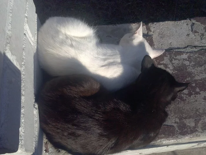 Yin and Yang - My, Black cat, cat, Yin Yang