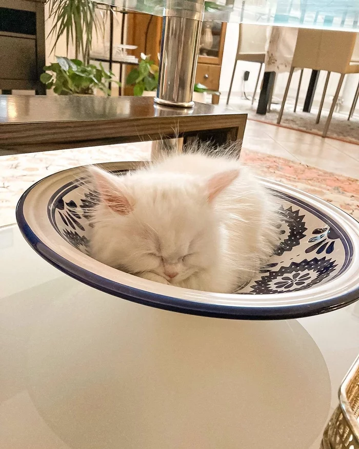 The dough has risen - cat, Grows, Kittens, Longpost, It Was-It Was