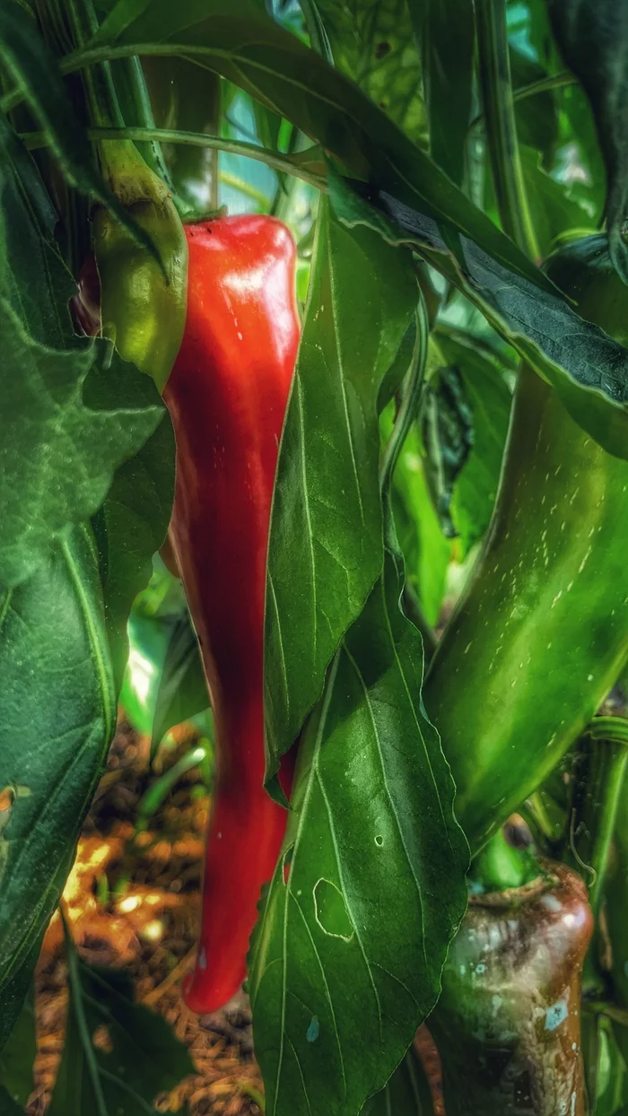 The peppers are ripe - My, Pepper, Garden, Harvest, Mobile photography, HDR, Dacha, Longpost