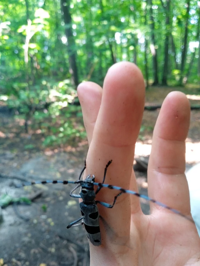 Another beautiful bug for identification - My, Who is this?, Жуки, Insects, Video, Soundless, Vertical video, Longpost