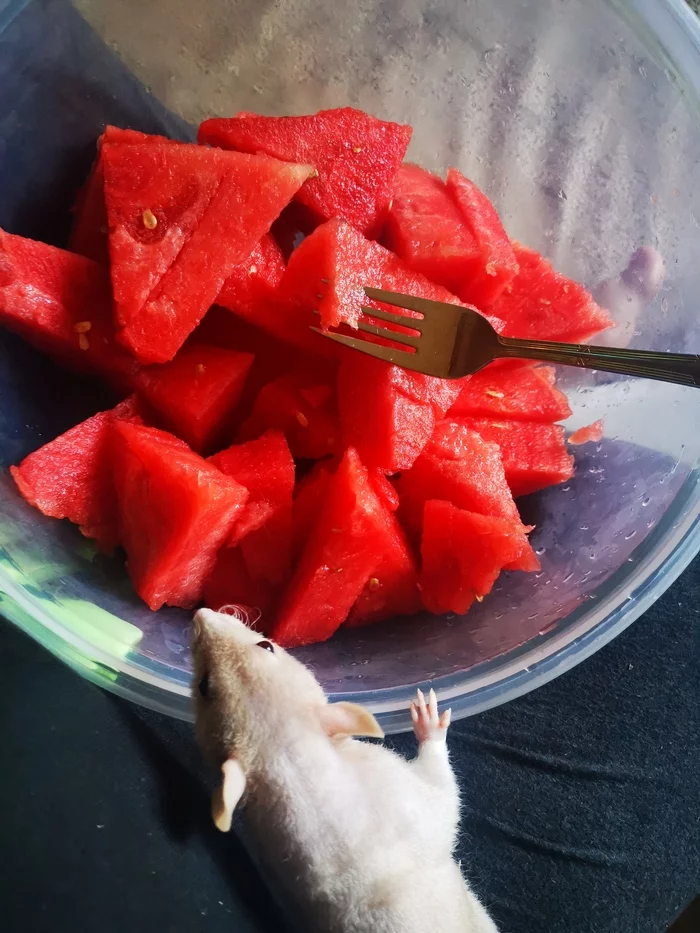 watermelon - My, Decorative rats, Rat, Watermelon