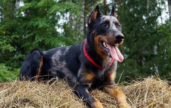 Beauceron: Shaggy Doberman. A favorite of the military and shepherds, which you will not find among ordinary people - Beauceron, Dog, Animal book, Yandex Zen, Longpost