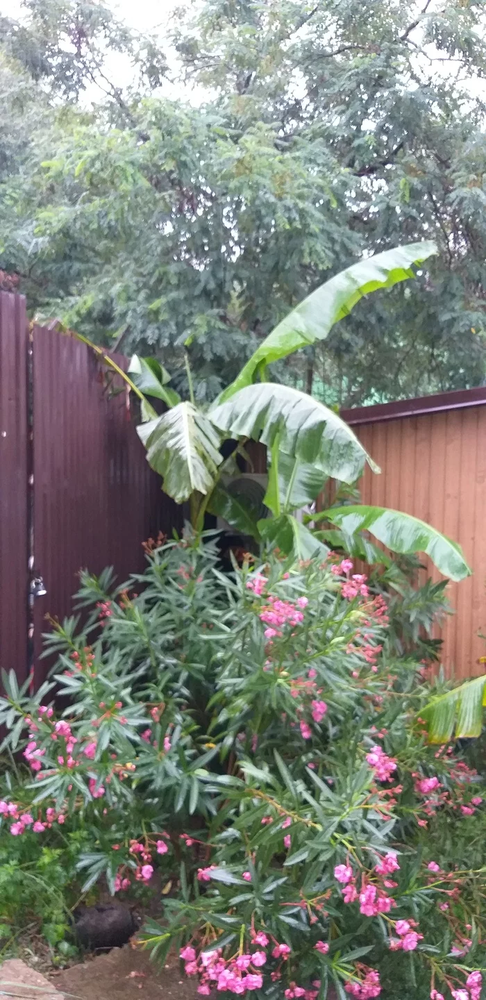 How a banana was stolen from under our window - My, Adler, Banana, Abduction, Longpost