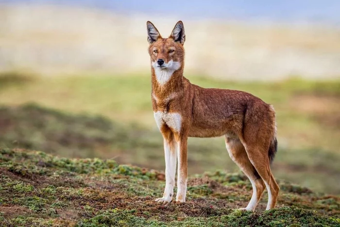 Ethiopian wolf: One of the rarest wolves in the world. And all because he is a big picky! Always eats the same rodents - Ethiopian Jackal, Wolf, Animal book, Yandex Zen, Longpost