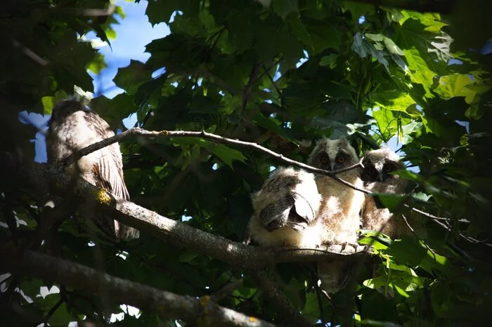 Hey bro, do you have a mouse? What if... - My, Owl, Predator birds, Chick, Bird watching, Owlets