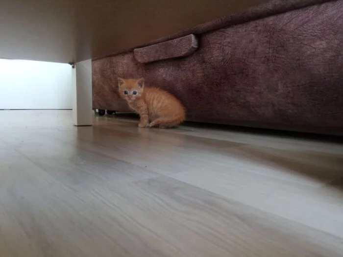 Now little Bori has his own house - My, Helping animals, Animal Rescue, Video, Longpost, Dacha, cat, Found a home, Vertical video