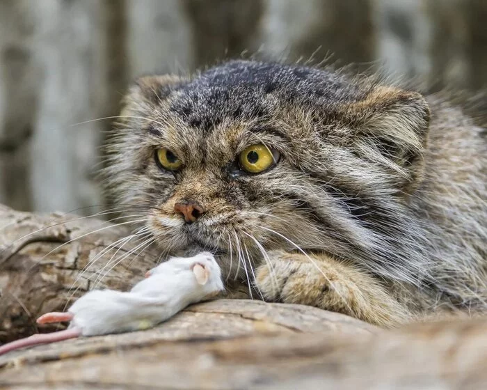 Manul and mouse friends - Pallas' cat, Pet the cat, Small cats, Cat family, Wild animals, The photo, Mouse, Mining, Repeat, Predatory animals