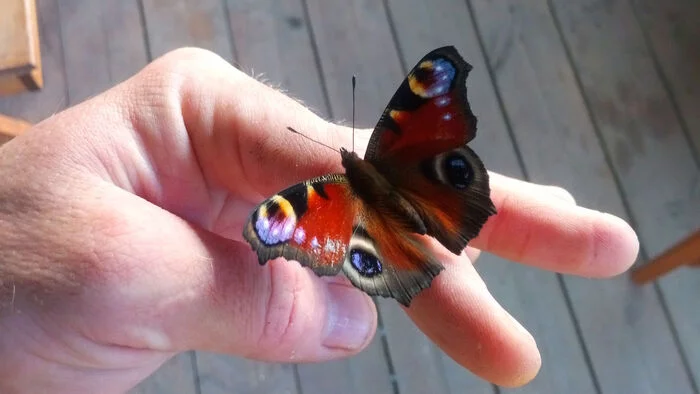 Butterfly beauty... - My, Butterfly, Amateur photography, The photo, Peacock's Eye