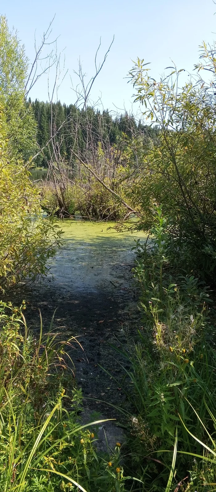 A piece of the lake - My, Lake, Swamp, Nature, Longpost