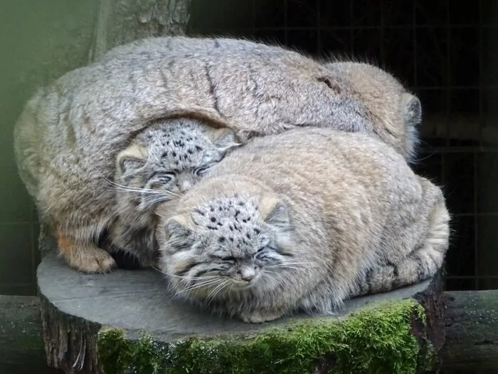 Trimanulo - Pallas' cat, Pet the cat, Small cats, Cat family, Wild animals, The photo, Predatory animals