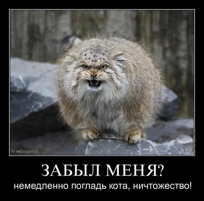 We stroke manuls - Pallas' cat, Pet the cat, Wild animals, cat, Predatory animals, Mammals, The photo, Fluffy