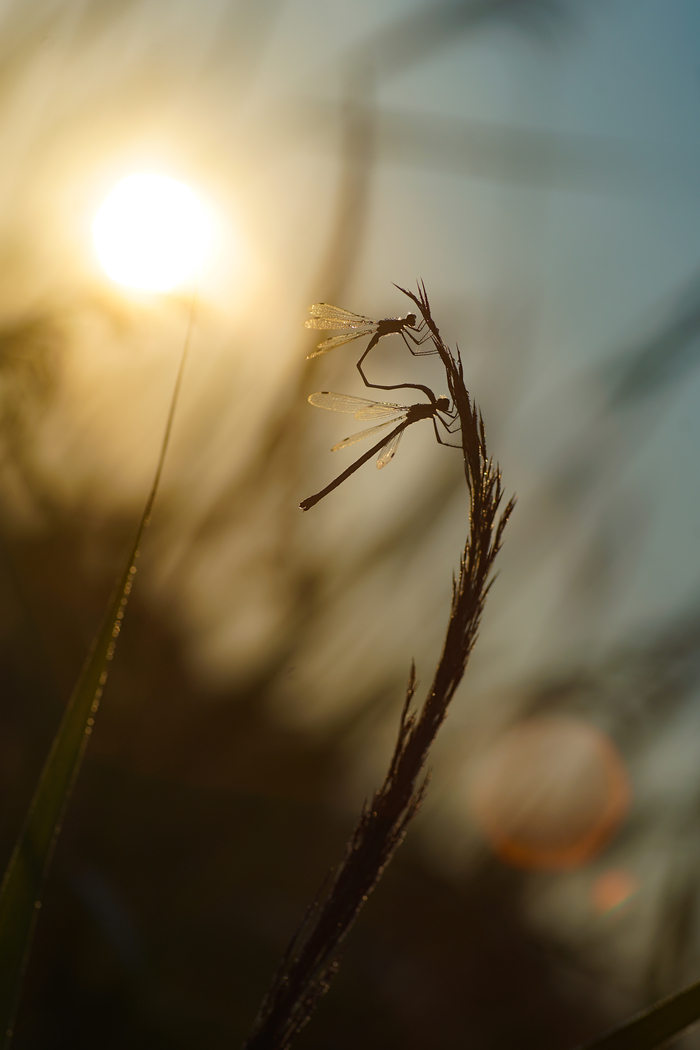 Утренняя прелюдия