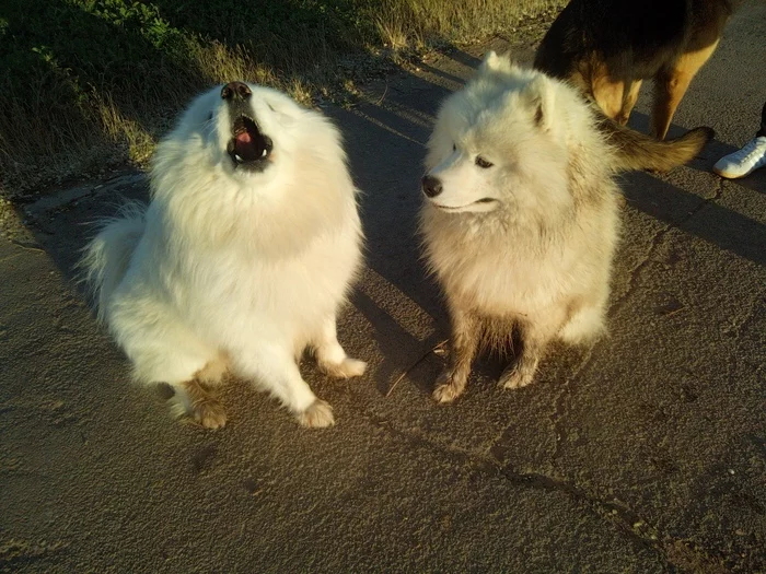 Two types of Samoyeds - My, Samoyed, Dog, Dog North, The photo, Volzhsky, Walk