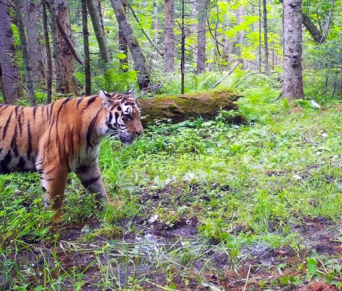 Мокрые лапки для амурского тигра не проблема - Амурский тигр, Национальный парк, Земля Леопарда, Приморский край, Большие кошки, Семейство кошачьих, Хищные животные, Дикие животные, Дикая природа, Тигр, Красота природы, Я умею прыгать через лужи, Длиннопост