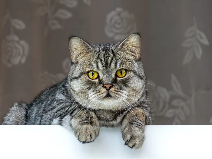 Plush on the window - My, The photo, Street photography, cat, British cat, Window, City walk, Middle Ural