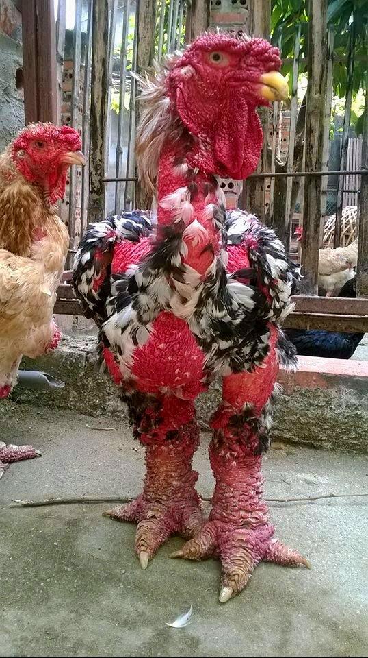 One of the rarest breeds of chickens in the world Ga Dong Tao (Vietnamese fighting) - The photo, Hen, Breed, Unusual