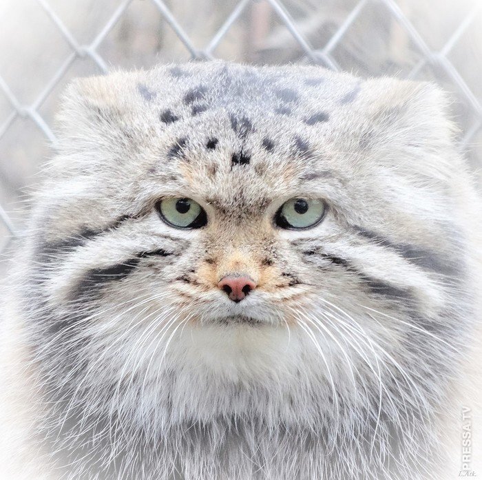 Manulu friend! - Pallas' cat, Pet the cat, The photo, Cat family, Predatory animals, Wild animals, Small cats, Friend, Food