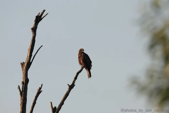 black kite - My, Birds, Predator birds, Photo hunting, The photo, Black Kite