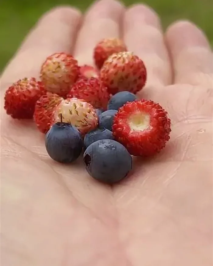 Wild berries changed its name to Yagodki - Wildberries, Marketing