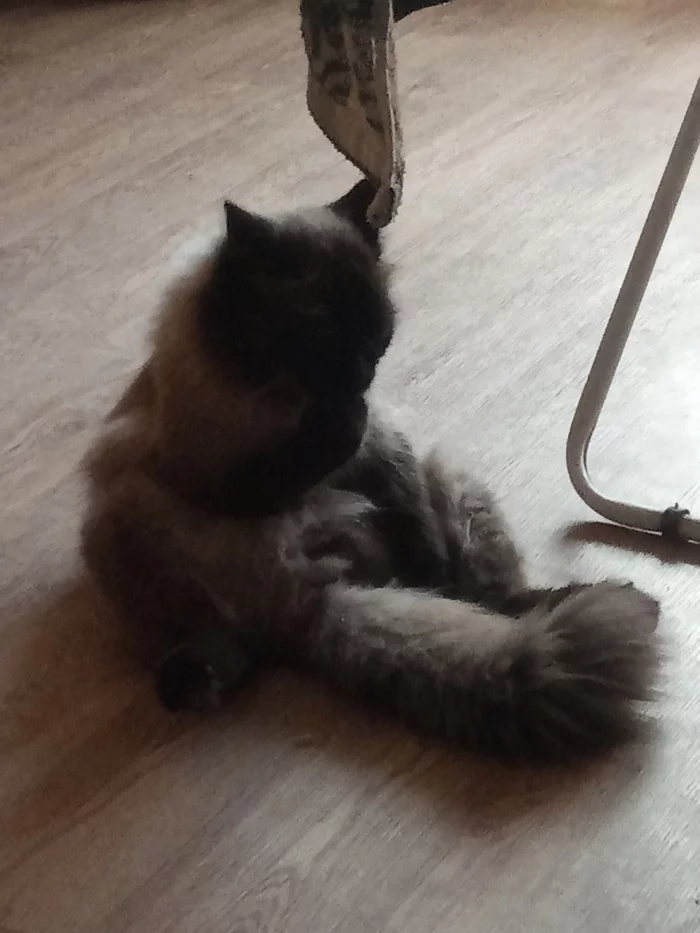 Reply to post: Do many cats sit like this? - cat, Is sitting, Reply to post