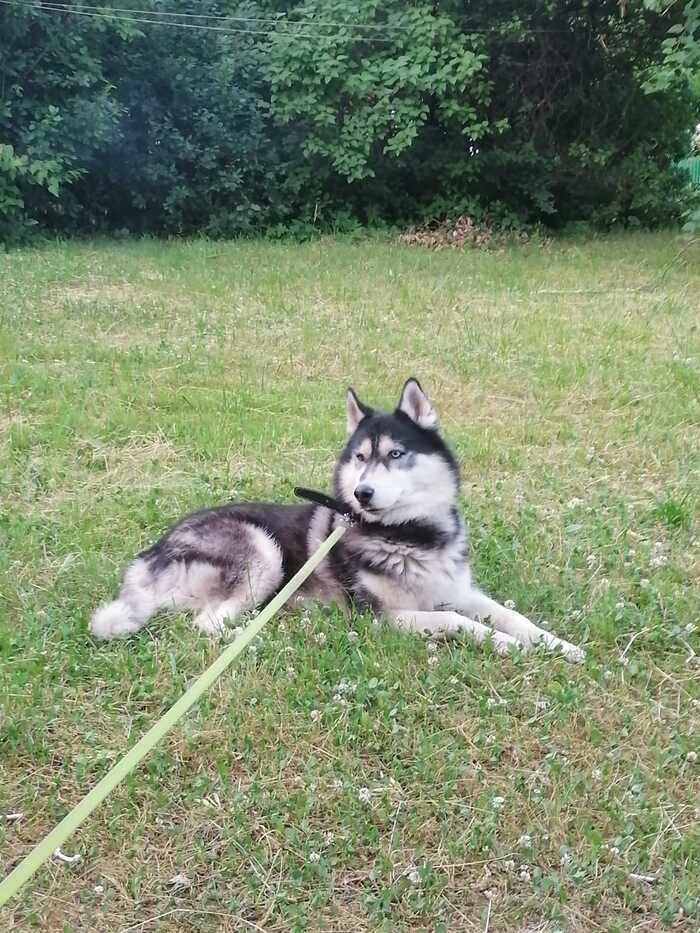 Lost Siberian Husky - My, Search for animals, Siberian Husky, The missing, Dog, The dog is missing, Moscow, No rating