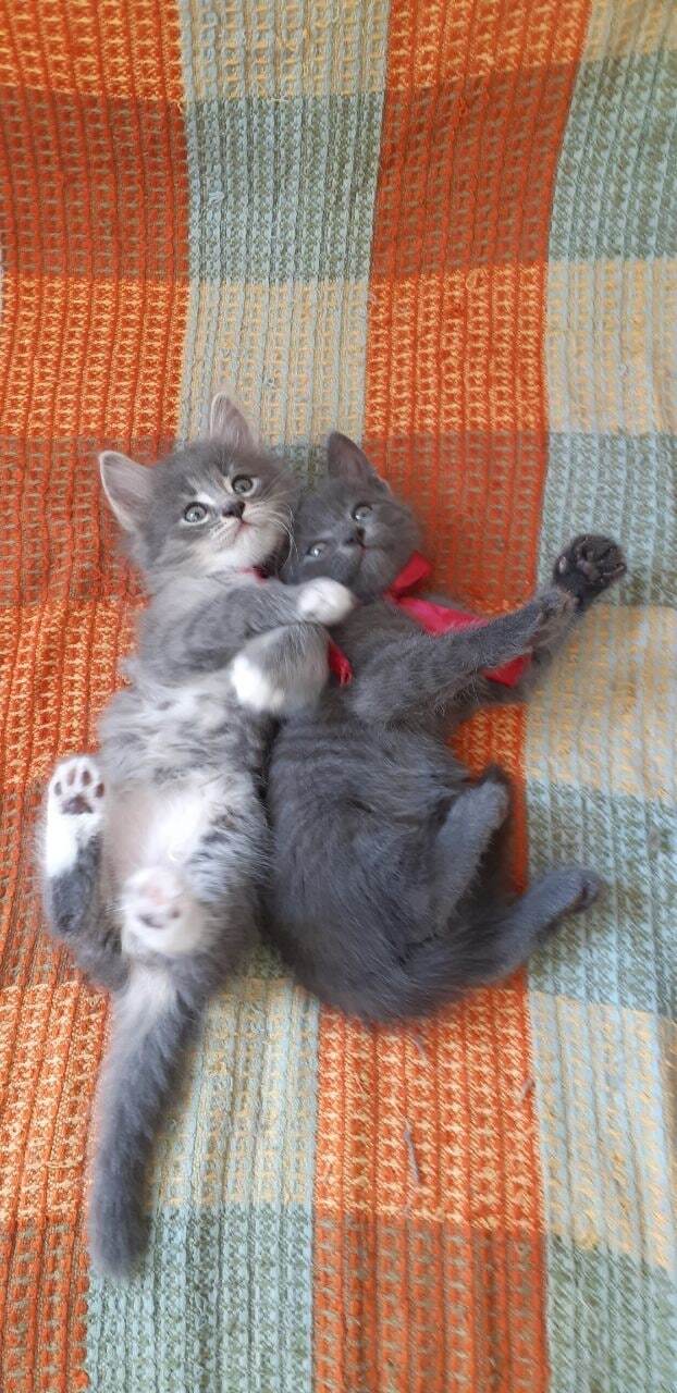 Fluffy peanuts - My, Kittens, Sale, The photo, Russian blue, Longpost, cat