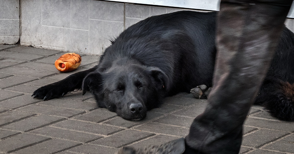 лабрадор ретривер щенок. лок дог хочу успеть. дог хочу. собаки в компьютерных играх.