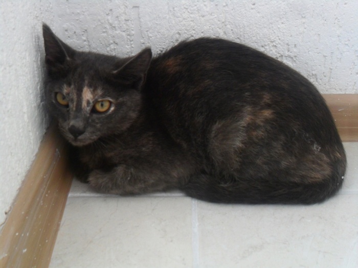 Котенок со сломанной лапкой нашелся