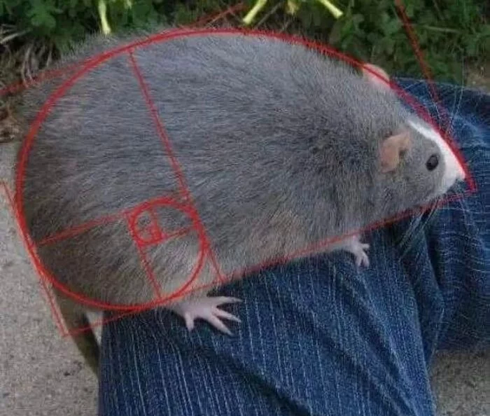 Ideal Shape - Decorative rats, Rat, Pets, Humor, Golden ratio, Fibonacci spiral