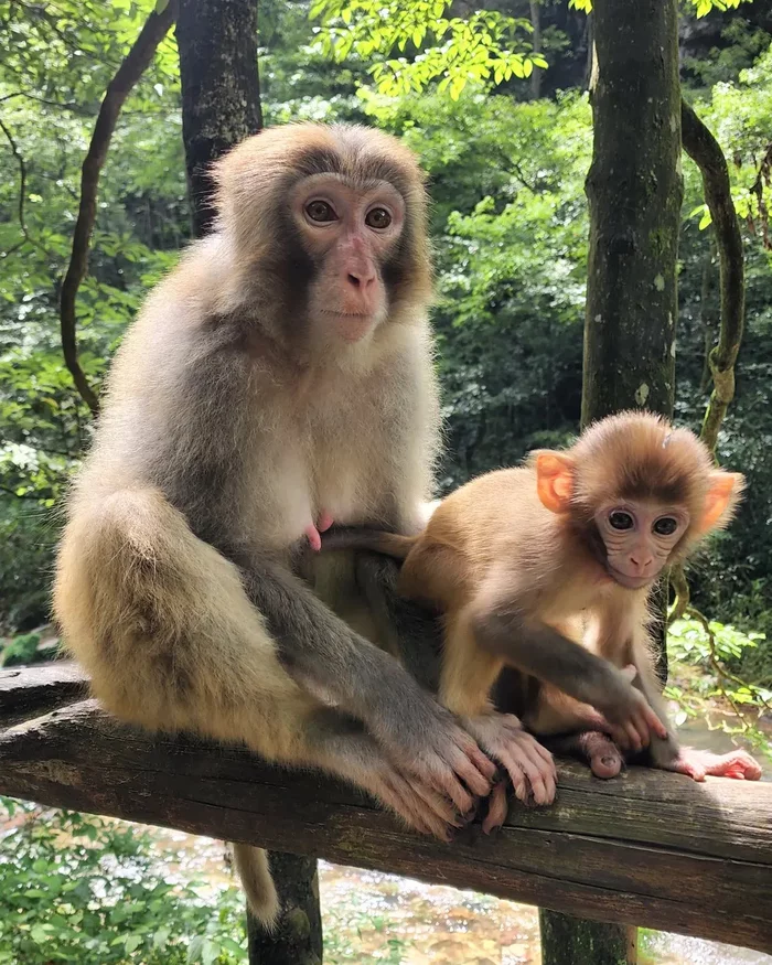 Monkeys in Zhangjiajie Park - My, Monkey, Tourism, Travels, The photo, Mobile photography, China, Asia, Avatar, Longpost