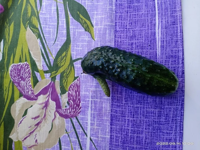 Cucumber, but not simple - My, Without words, Cucumbers