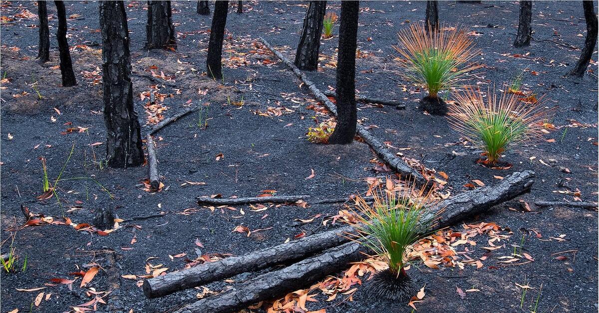 Зарастание пожарища. Лес Австралии после пожара. Австралия леса после пожаров. Деревья после пожара. Возрождение леса после пожара.