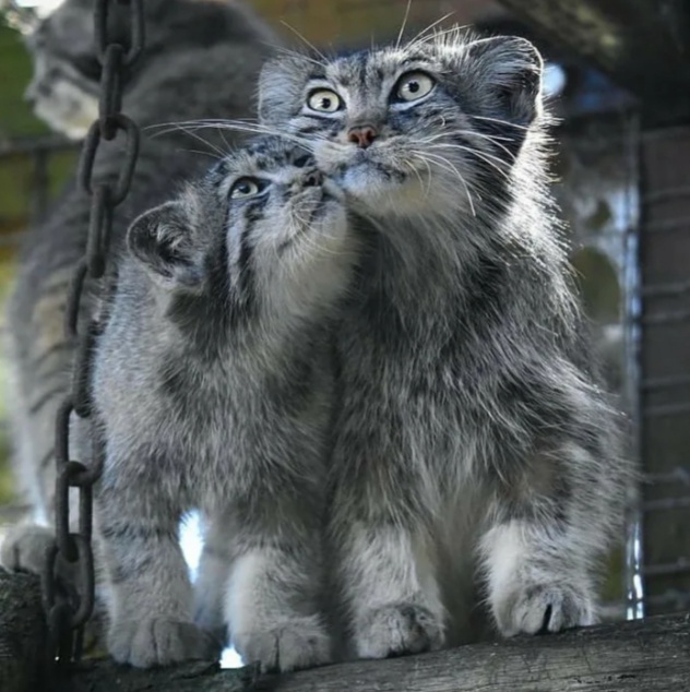 Мамаша и сы-ы-ы-ын!...