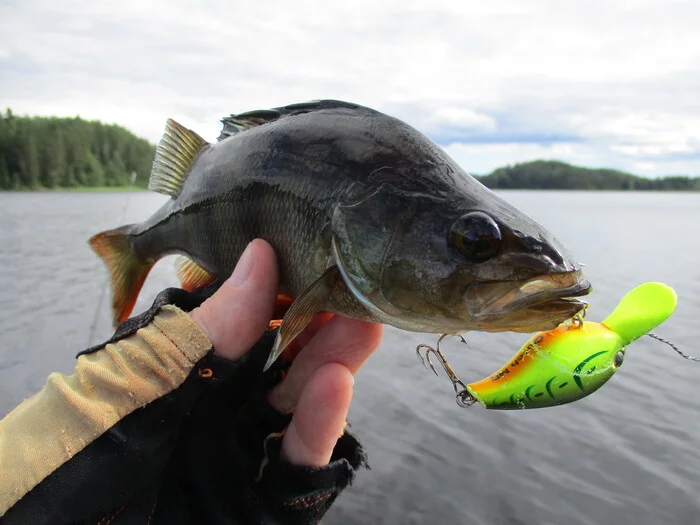 Beautiful fish Janisjarvi - My, Fishing, Wobbler, Spinning, Pike, Ide, Longpost