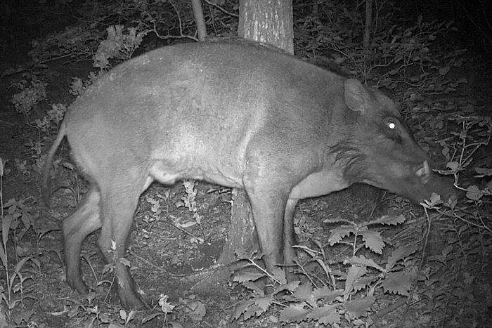 Wild boar - ghost on the southernmost island of Russia - Boar, Призрак, Wild animals, Phototrap, Reserves and sanctuaries, Primorsky Krai, Island, Japanese Sea, The photo, Land of the Leopard, wildlife, Ungulates, Longpost