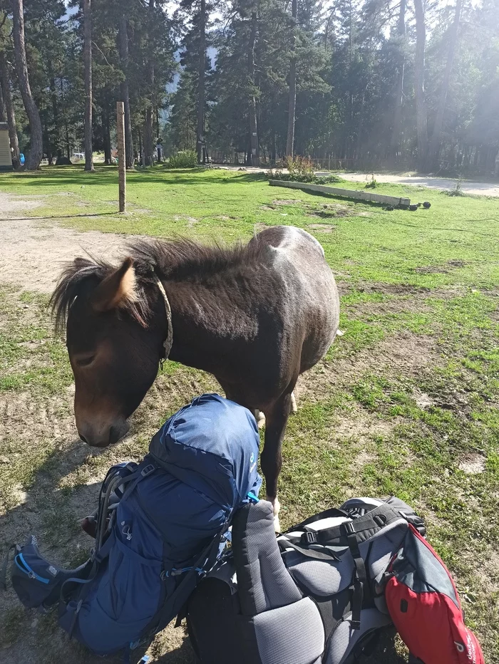 Arkhyz in August. Part one - My, Mountain tourism, Hike, Nature, Caucasus, Arkhyz, Tent, Longpost