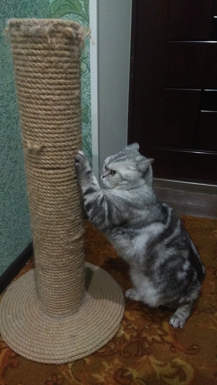 шотландская кошка в добрые руки