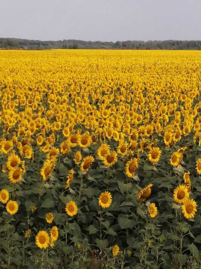 Sunflowers , , 