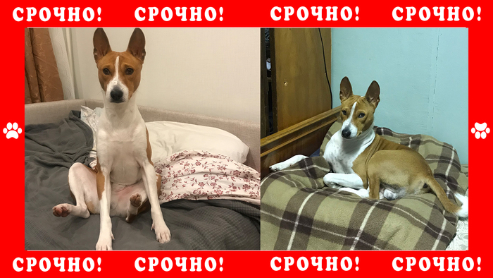 Бассенджи пропал в городе Санкт-Петербург Пропала собака, Собака, Басенджи, Санкт-Петербург, Без рейтинга
