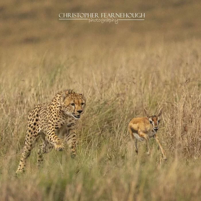 Chase - Cheetah, Rare view, Small cats, Cat family, Predatory animals, Antelope, Artiodactyls, Young, Mammals, Animals, Wild animals, wildlife, Nature, Reserves and sanctuaries, Masai Mara, Africa, The photo, Погоня