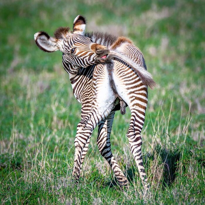 When itching appeared in a place that is difficult to reach ... - zebra, Endangered species, Odd-toed ungulates, Foal, Mammals, Animals, Wild animals, wildlife, Nature, Reserves and sanctuaries, Africa, The photo