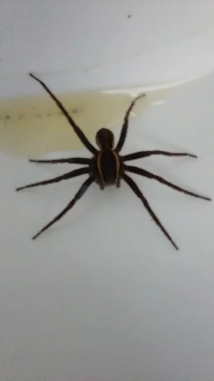 Saving the kind of spider - My, Spider, The photo, Longpost, Nature, Animal Rescue, Arachnology