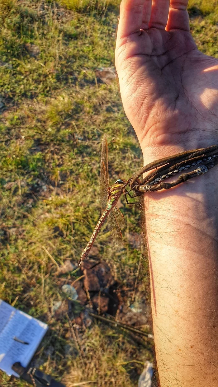 Brings good luck - My, Travels, Vital, Tourism, Nature, Туристы, Insects, Animals, Camping, Hike, Dragonfly, Luck