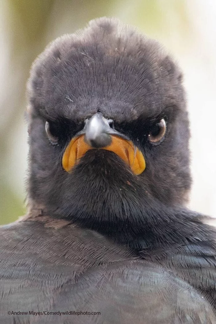 This is what Monday's face looks like - Birds, Severity, Brutality, Humor, Repeat