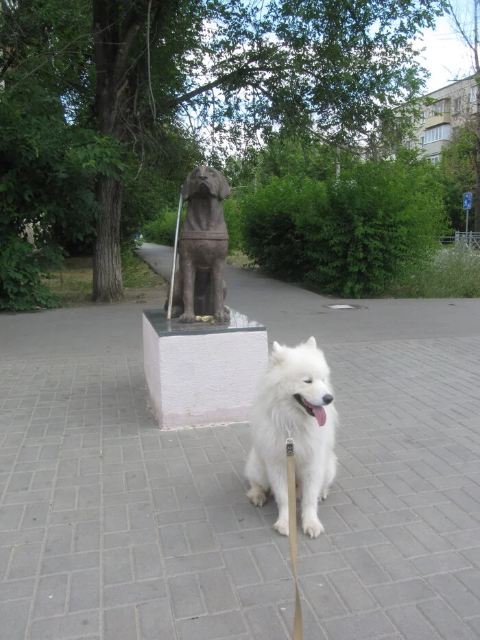 Two dogs - My, Samoyed, Dog, The photo, Volzhsky, Walk, Dog North, Monument