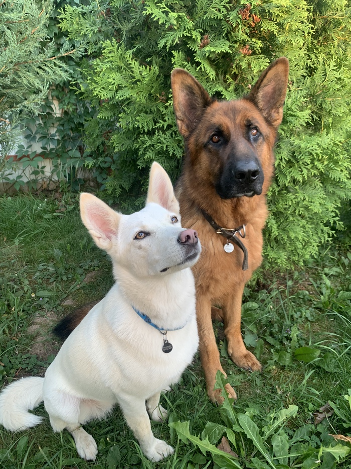 Кареглазые