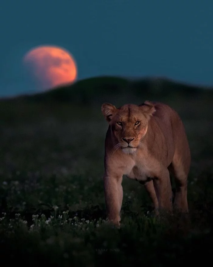 The blood moon rose - a lion, Rare view, Big cats, Cat family, Predatory animals, Mammals, Animals, Wild animals, wildlife, Nature, National park, Serengeti, Africa, The photo, Lioness, Night, moon