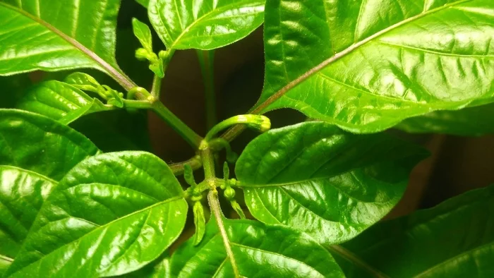 Удаление коронного цветка? - Моё, Перцеводство, Хабанеро, Длиннопост