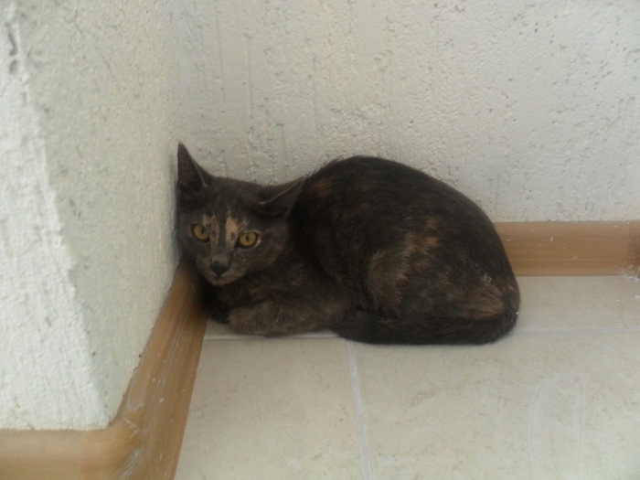 Срочно! Котенок Лайма ищет дом (Анапа)